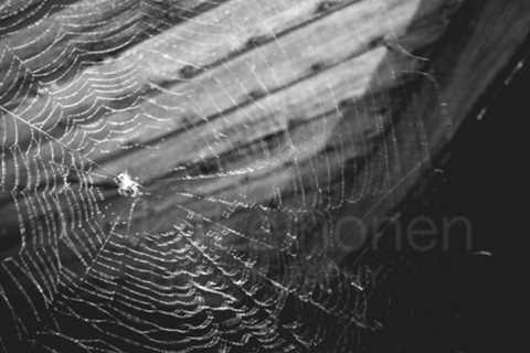 Spider Web And Boat