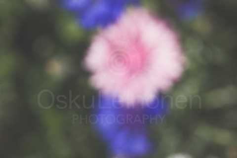 Abstract Flowers IV (Pink)