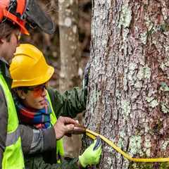 Essential Equipment for a Profitable Tree Service Business