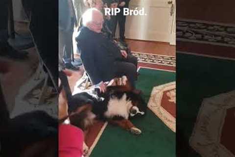 RIP to Irish President Michael D Higgins' beloved dog Bród #ireland #dublin #dog