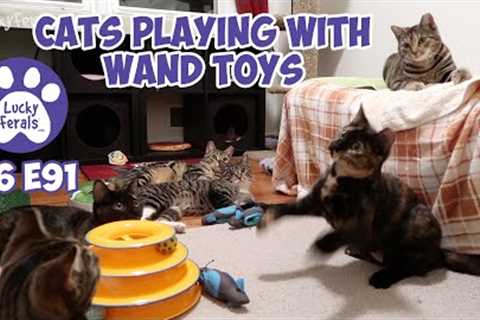 Cats For Cats To Watch * 7 Cats Playing With Wand Toys | S6 E91 | Training Feral Cats