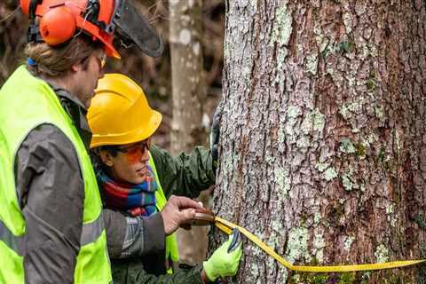 Essential Equipment for a Profitable Tree Service Business