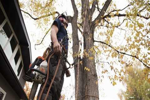 Essential PPE for Tree Care: Protect Yourself While Working