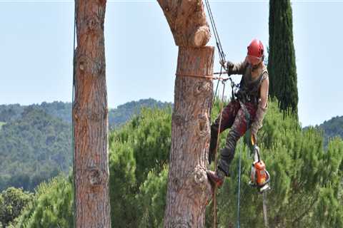 What tools does an arborist use?