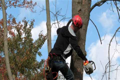 What are the duties of an arborist?