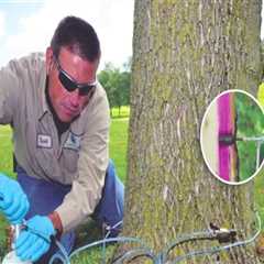 Essential Tree Maintenance In Groveland: A Guide To Keeping Your Trees Healthy