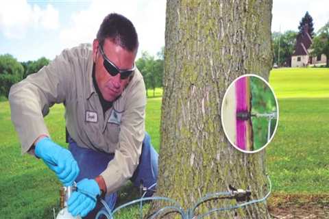 Essential Tree Maintenance In Groveland: A Guide To Keeping Your Trees Healthy