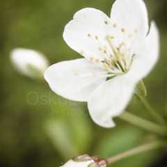 Cherry Blossoms In Pispala Garden VI