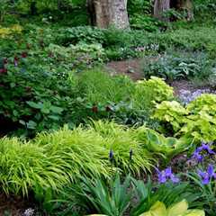 Plants to Use in Shady Areas