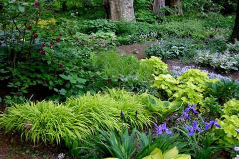 Plants to Use in Shady Areas