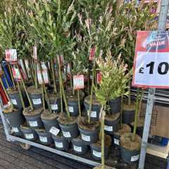 Garden Enthusiasts Flock to B&M for Gorgeous £10 Flamingo Trees – Grab 'Em Before They're Gone!