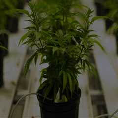 The Growing Presence of Medical Marijuana Dispensaries in Maricopa County, Arizona