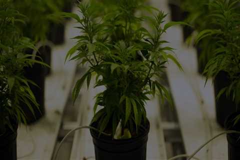 The Growing Presence of Medical Marijuana Dispensaries in Maricopa County, Arizona