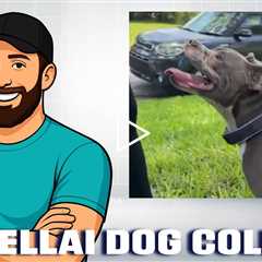 SATELLAI Collar-The most advanced GPS Wireless Dog Fence with AI Insights, GPS Tracking, and More