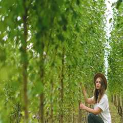 Safe and Effective Tree Trimming in Virginia Beach